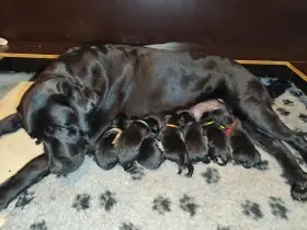 Štěňátka labradora s PP