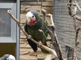 Amazoňan Kubánsky  1,0