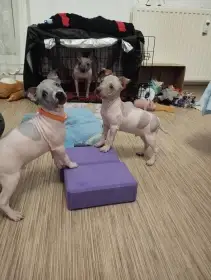 Americký bezsrstý teriér s PP (FCI)