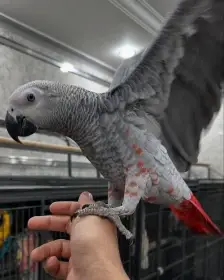 African Grey Parrots with rare factor Feathers for SALE