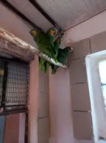 Amazoňan oranžovokřídlý