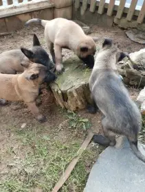 Malinois - štěňata s PP