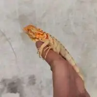 Leguán sněžný červený