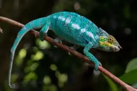 Samec furcifer pardalis nosy faly