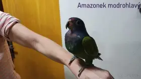 Koupím Amazoňan běločelý, Pionus, pyrura