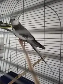 Prodám korely s klecí