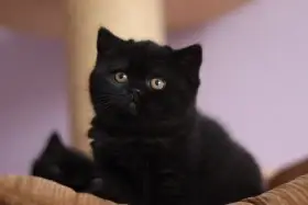 Britská koťátka s PP