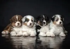 Australský ovčák - štěně s FCI rodokmenem