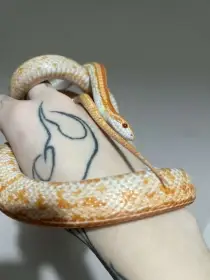 Užovka červena par 1.1 2023