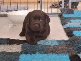 Čokoládová štěňátka labradora s PP