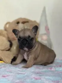 Štěňátka Francouzský buldoček