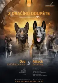 Belgický ovčák Malinois- štěňata s PP  (tmavší barva)