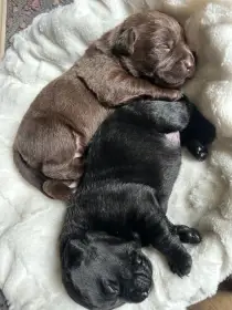 Štěňata Labrador Retriever s PP, černá a čokoládová