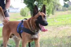 Belgický ovčák malinois - Nabídka na krytí