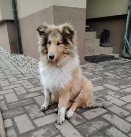 Dlouhosrstá kolie s PP