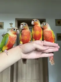 Ručně dokrmená mláďata - pyrura zelenolící