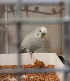 Štěpáci blackface