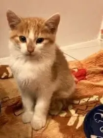 Pat a Mat - zachráněna koťátka čekají na domov