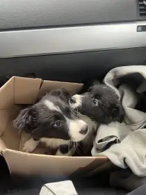 Štěňátka border kolie