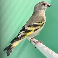 Čížek magelánský