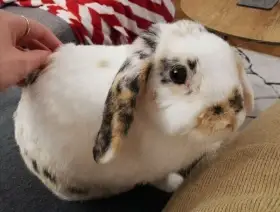 Daruji zakrslého králíčka