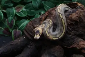 Krajta královská - samec - Champagne