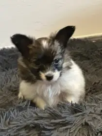 Štěně papillona s PP