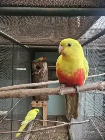 Papoušek královský