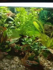 Prodám paví očka a Black Molly