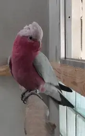 Kakadu růžový - samec