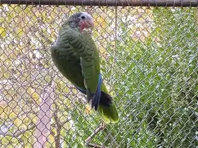 Samce amazoňana kubánského