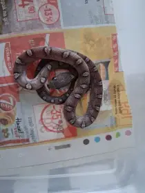 Užovka červená – mláďata NZ 2025 , Burzy ŽE, Faunahobby Brno, Aquaterra Olomouc