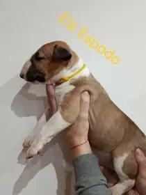 Bulteriér štěňata s PP