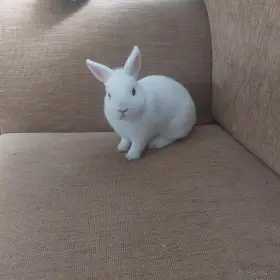 Hermelín modrooký (Hem)