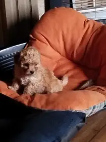 Ruská barevná bolonka štěňata s PP