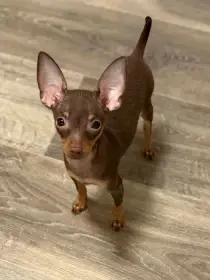 Pražský krysařík s PP FCI