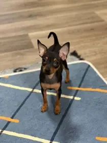 Pražský krysařík s PP FCI