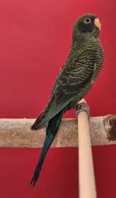 Blackface blackwing blackfaceblackwing andulky