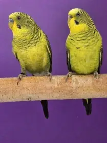 Blackface blackwing blackfaceblackwing andulky