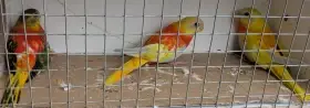 Neoféma tyrkysová zlatožlutá rudoprsá a zelená rudoprsá