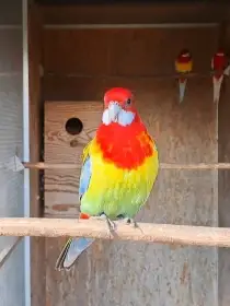 Rozela Goldmantel přírodní / zlato, modrá, opalin