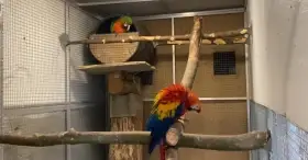 Verkaufe 2 Zuchtpaare Aras