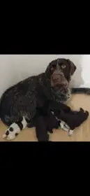 Prodáme krásná štěňata ČF s PP po výborných rodičích