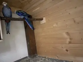 Rosela Žlutohlavá severní