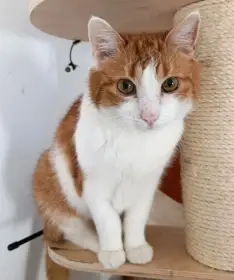 Kocourek Bruno hledá nový domov