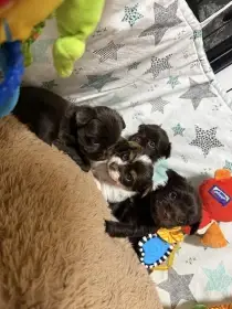 Jorkšírsky teriér s PP Fenka a Pejsek