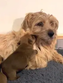 Štěňátka Norfolk teriéra s PP