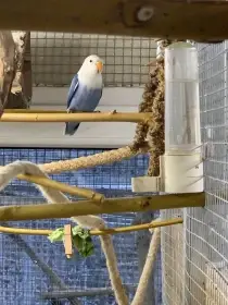 Agapornis Fischerův