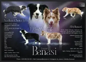 Border kolie s PP / Border Collie s PP