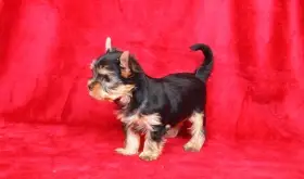 Jorkšírský teriér s PP FCI